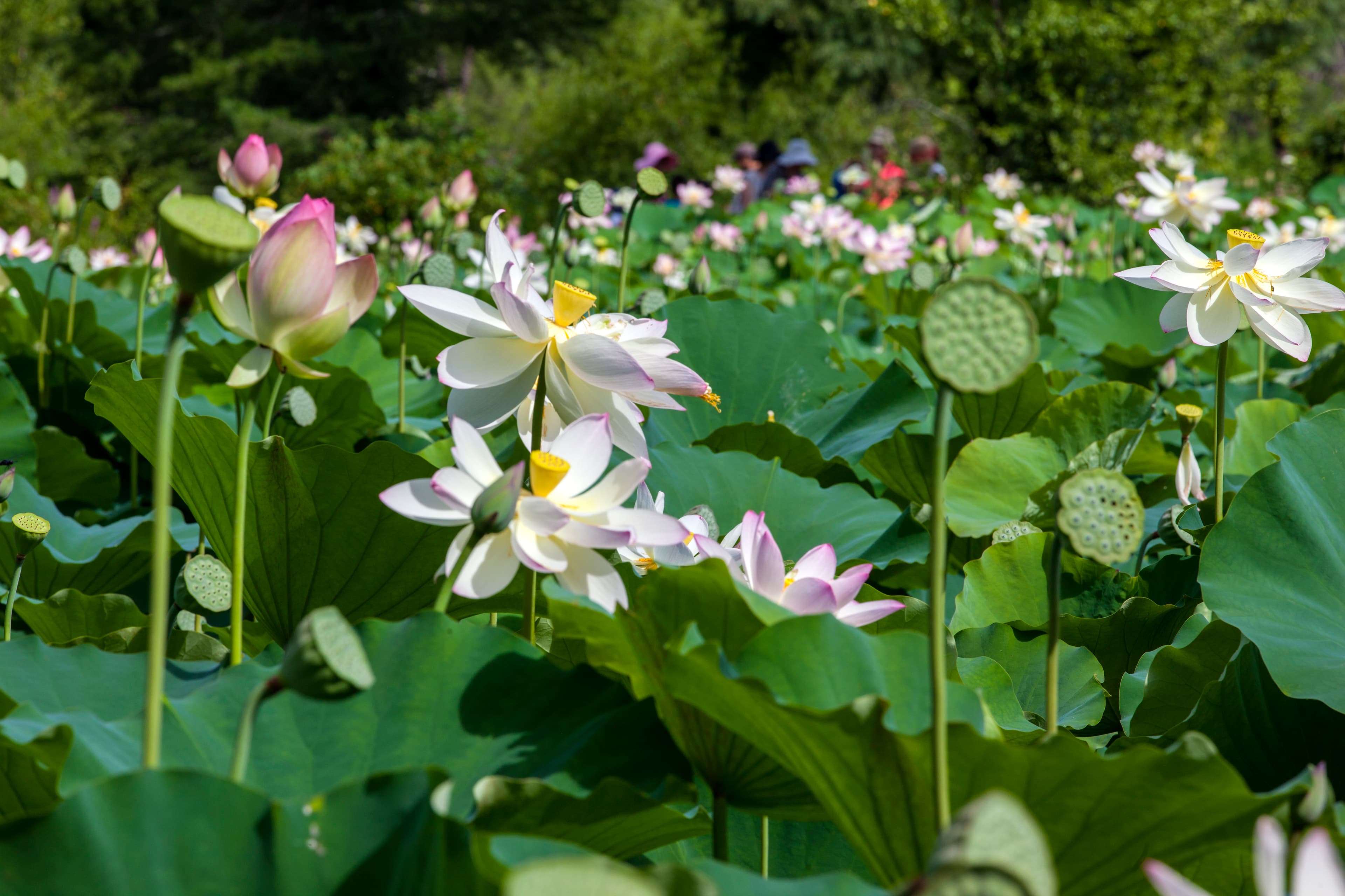 Flowers at Kenilworth Gardens Lotus Festival in 2016.