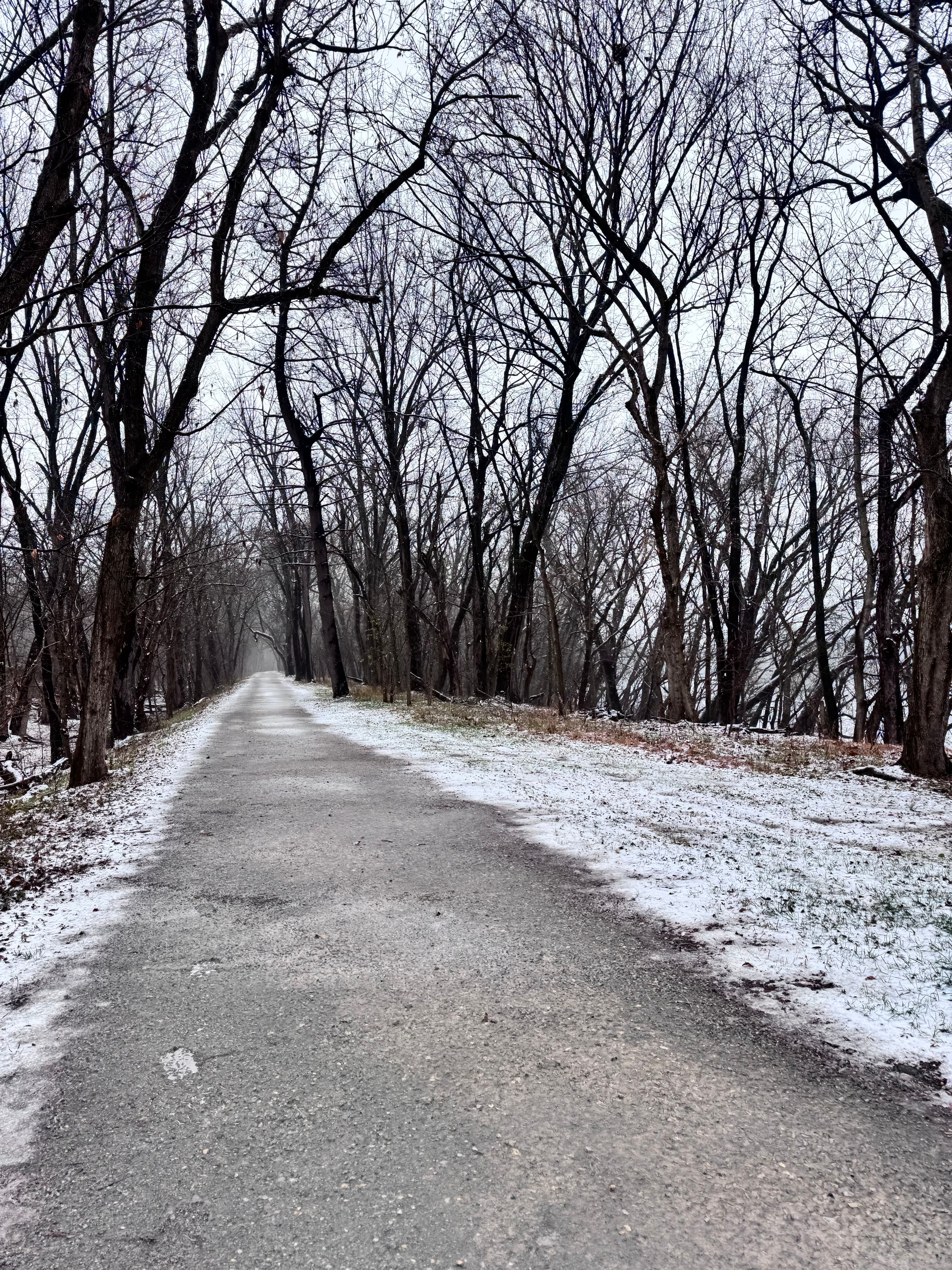 A fresh snow blankets a trail