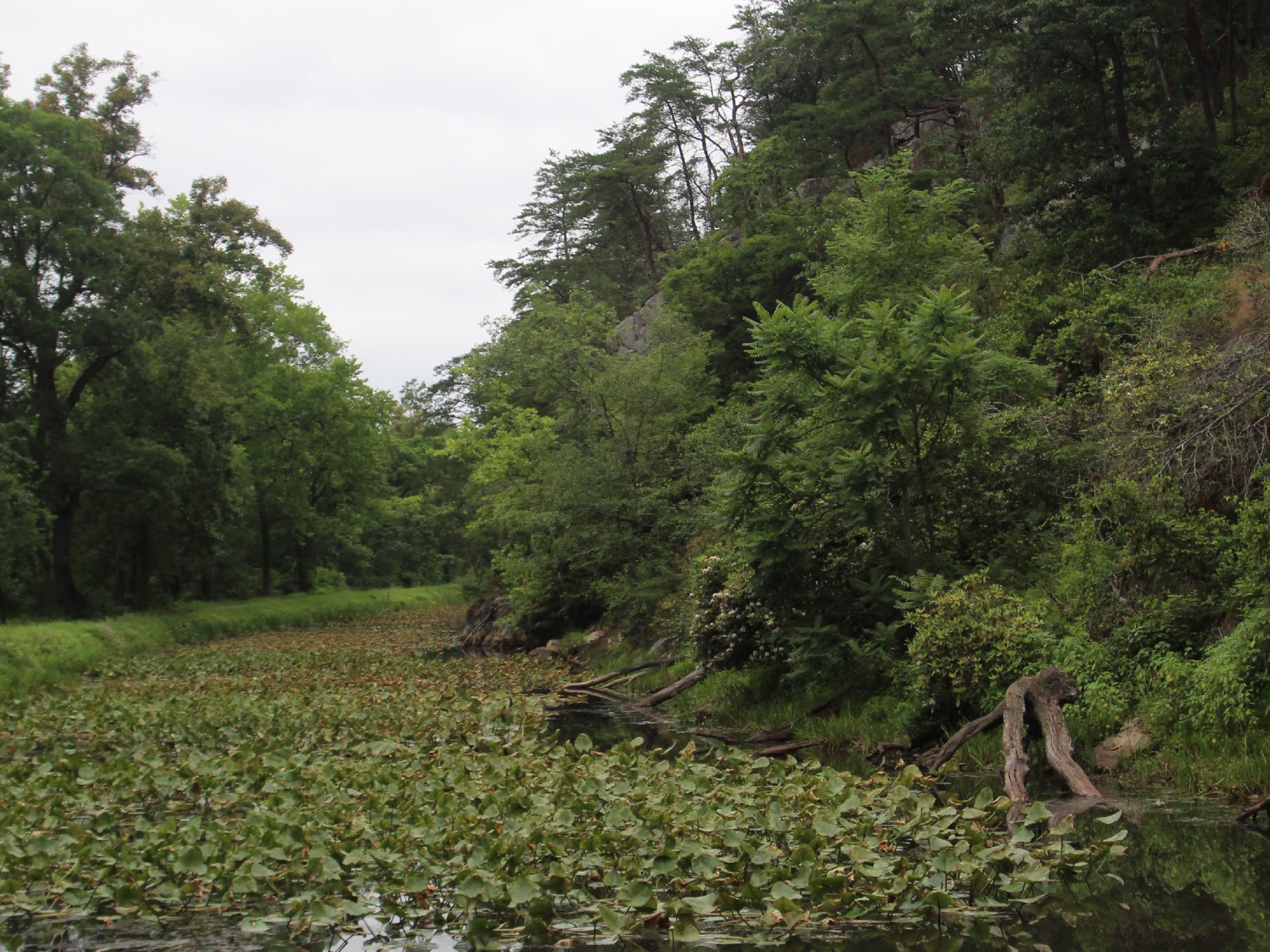 Highly vegetated canal next to a ridge covered in trees