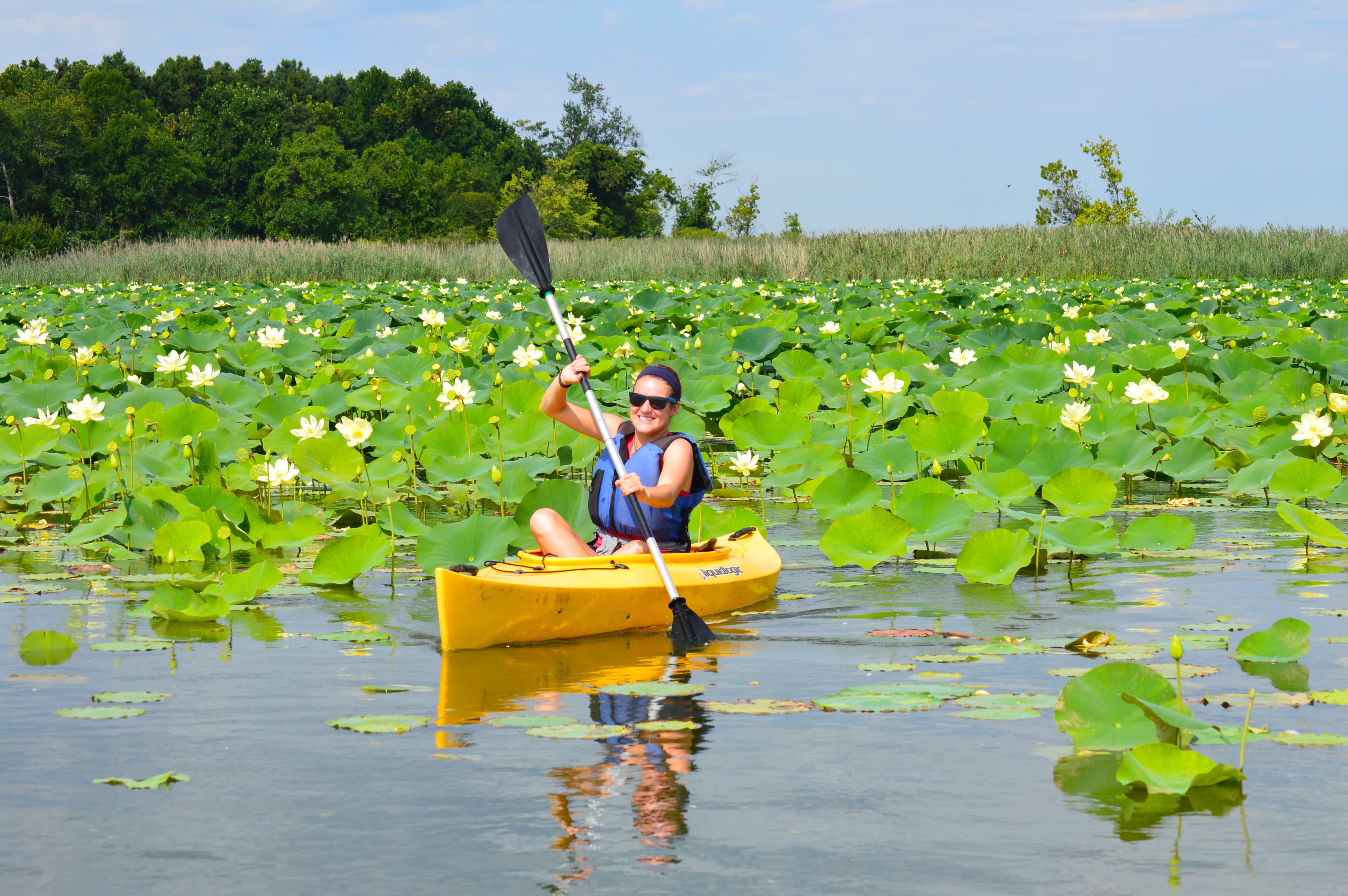 Woman on a yellow kayak paddles among lotus blossoms