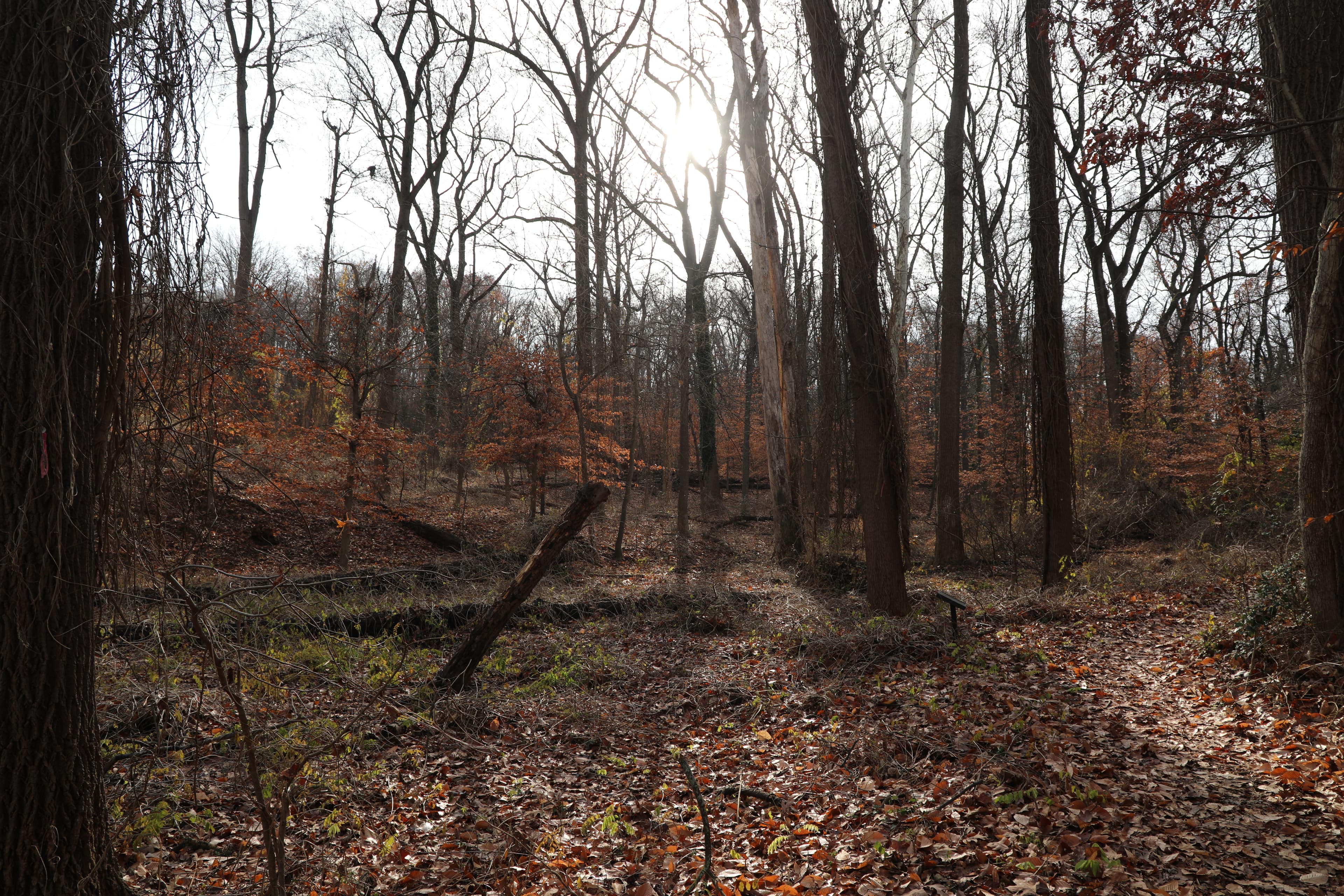 A photograph taken in a deciduous forest in early winter, as many trees are bare.