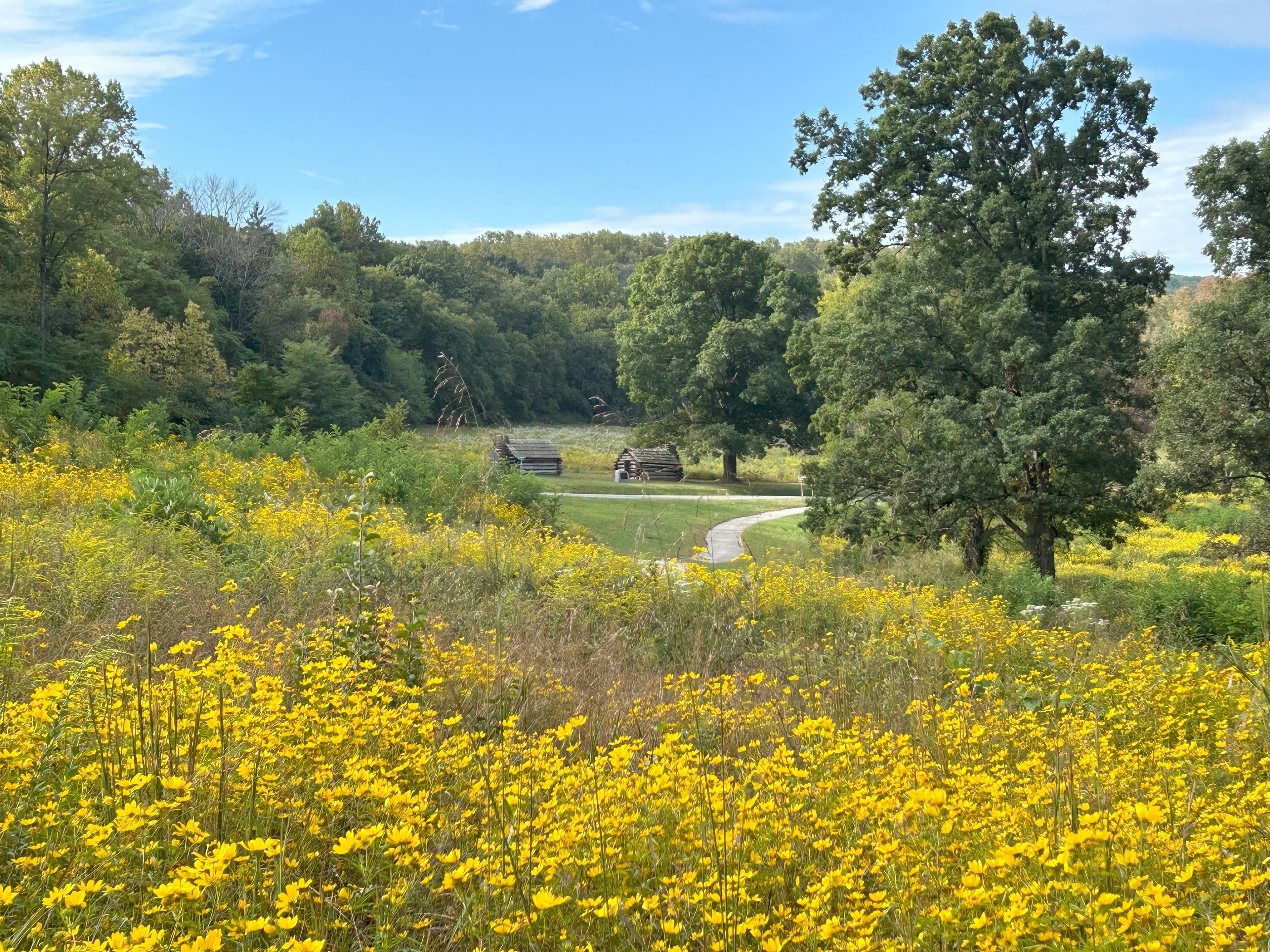 Field of yellow flowers in the foreground with two log huts and a paved trail in the middle distance