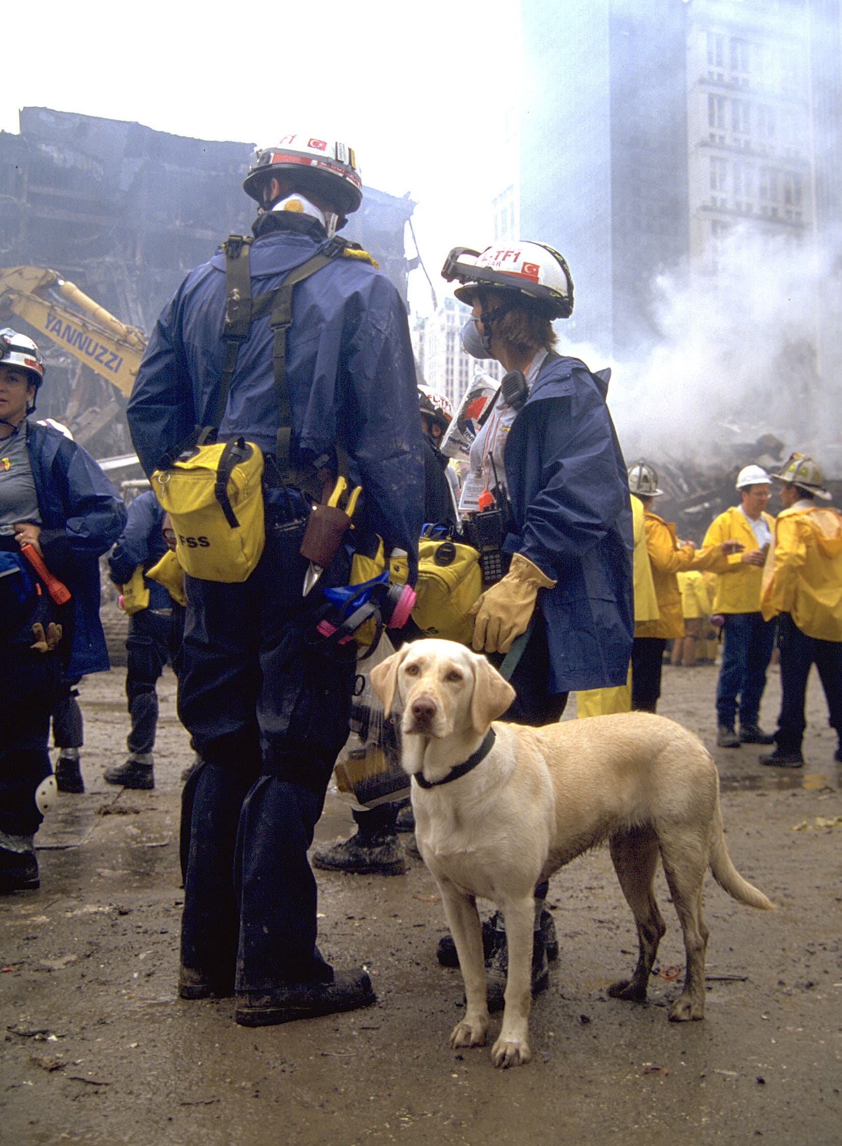 Last Known Sept. 11 Search Dog, Bretagne, Dies At 16